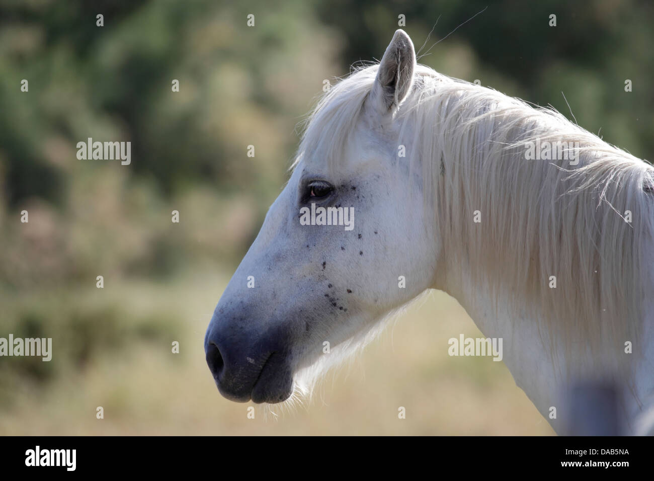 Portrait of a white horse in France Stock Photo