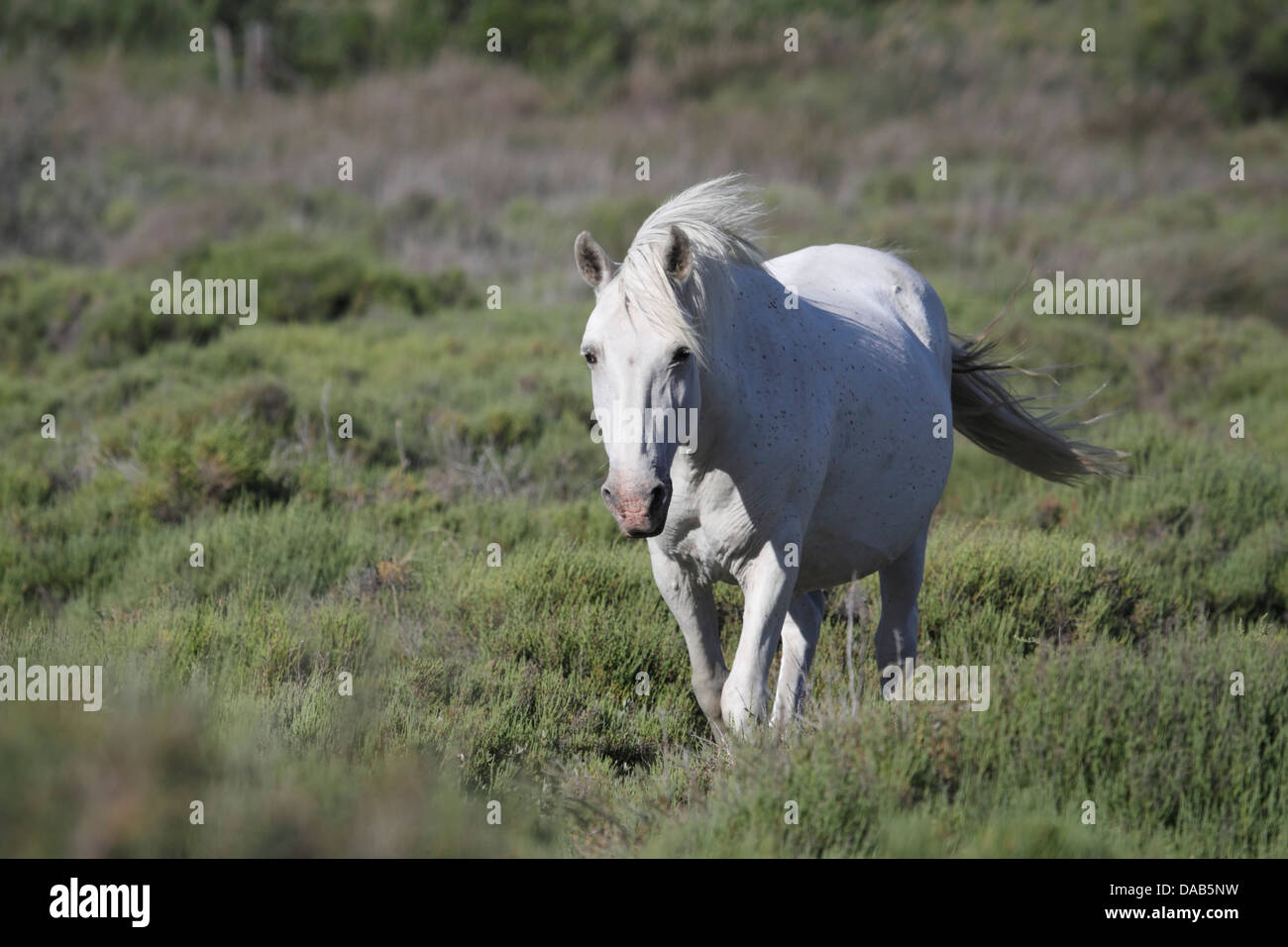 White horse in France Stock Photo