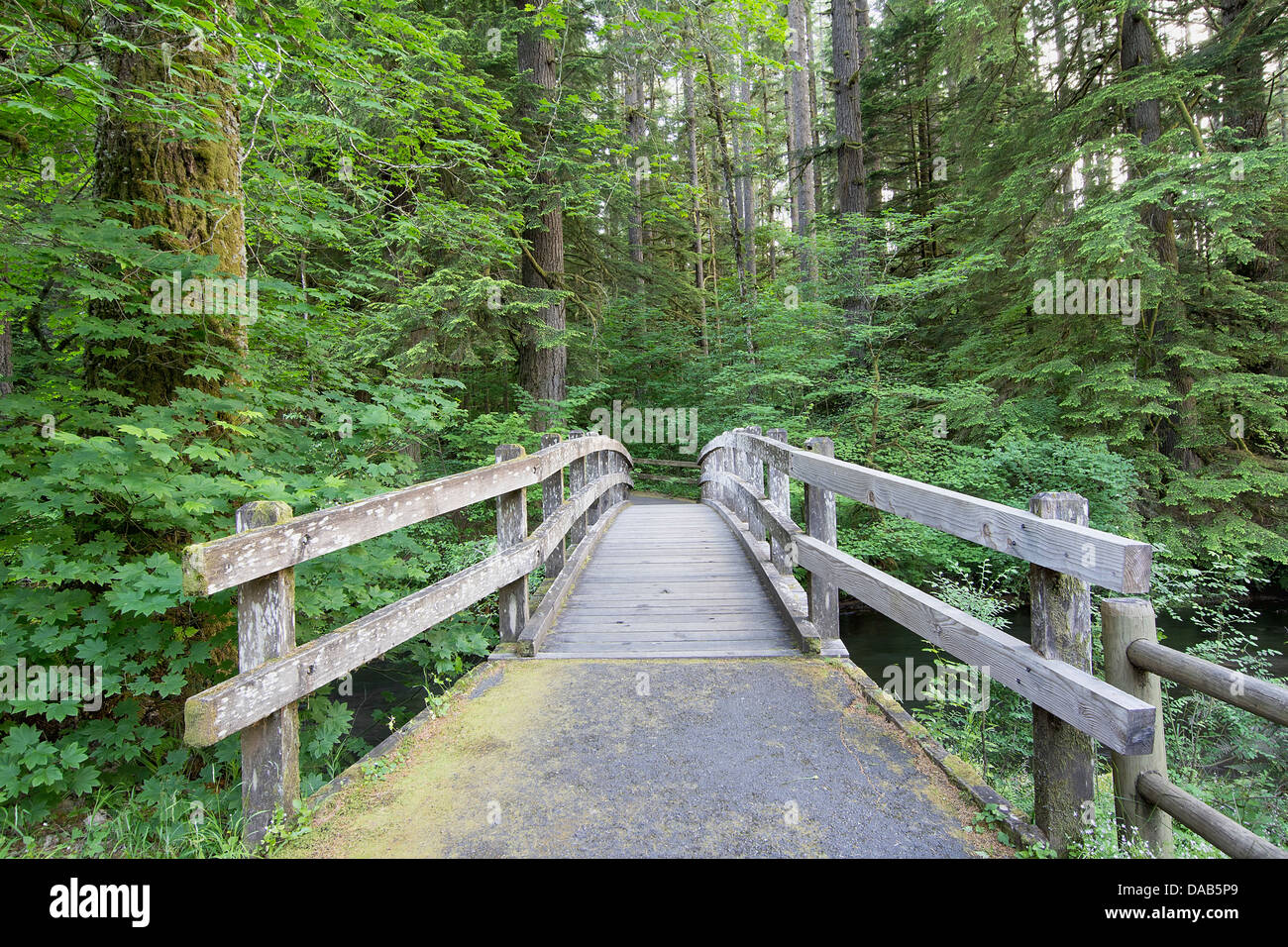 Wooden Foot Bridge Along Hiking Trail in Silver Falls State Park Oregon Stock Photo