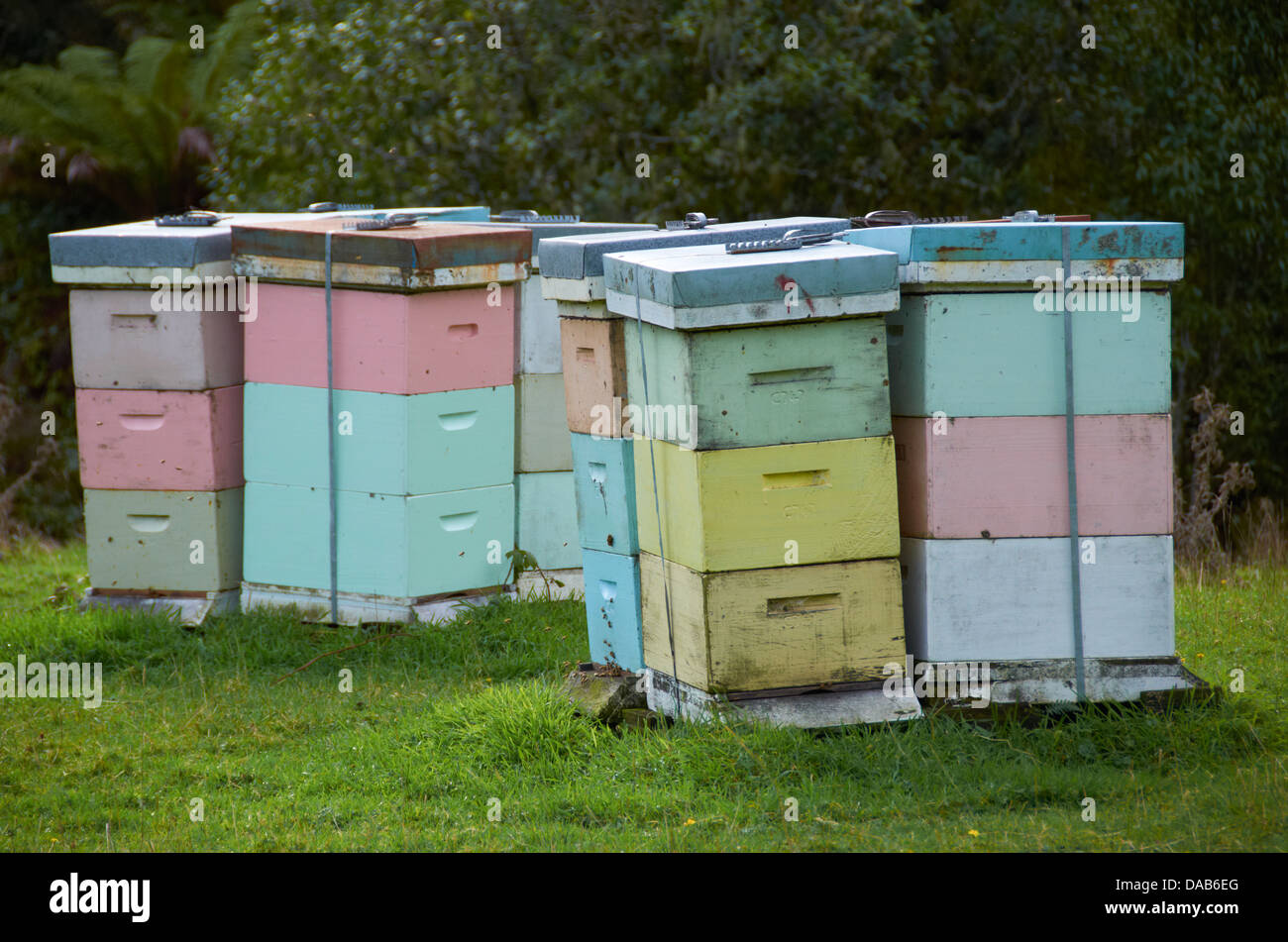 Langstroth Beehives in a field on the Raglan Coast, New Zealand. Stock Photo