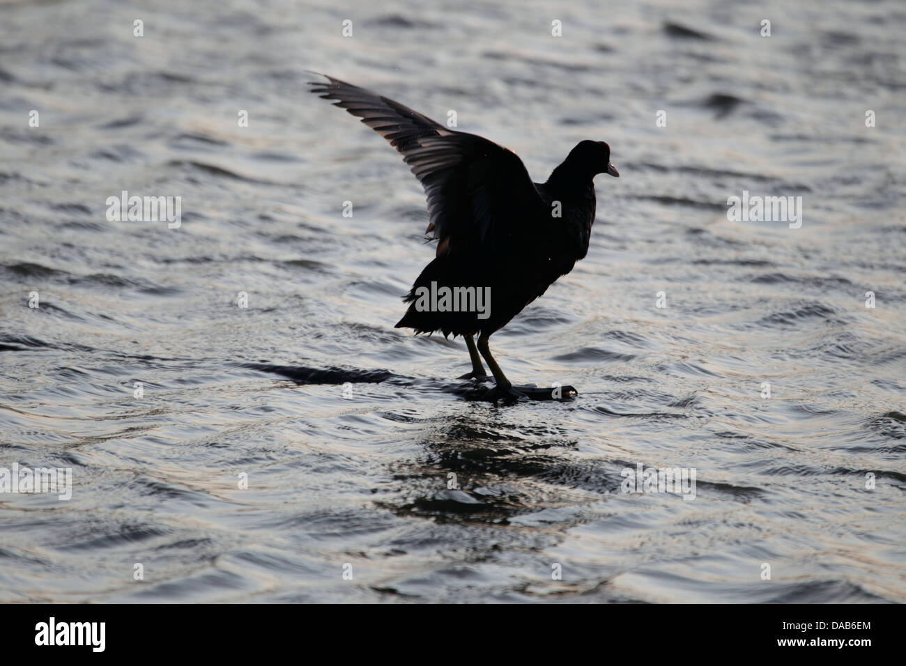 Coot in France in the light of the setting sun Stock Photo