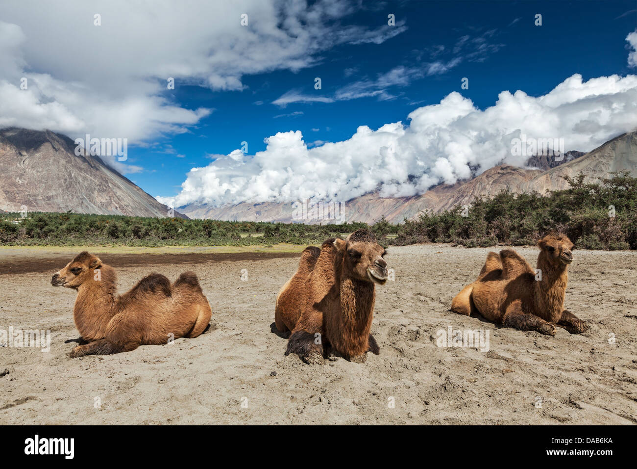 Bactrian camels in Himalayas. Hunder village, Nubra Valley, Ladakh, Jammu and Kashmir, India Stock Photo