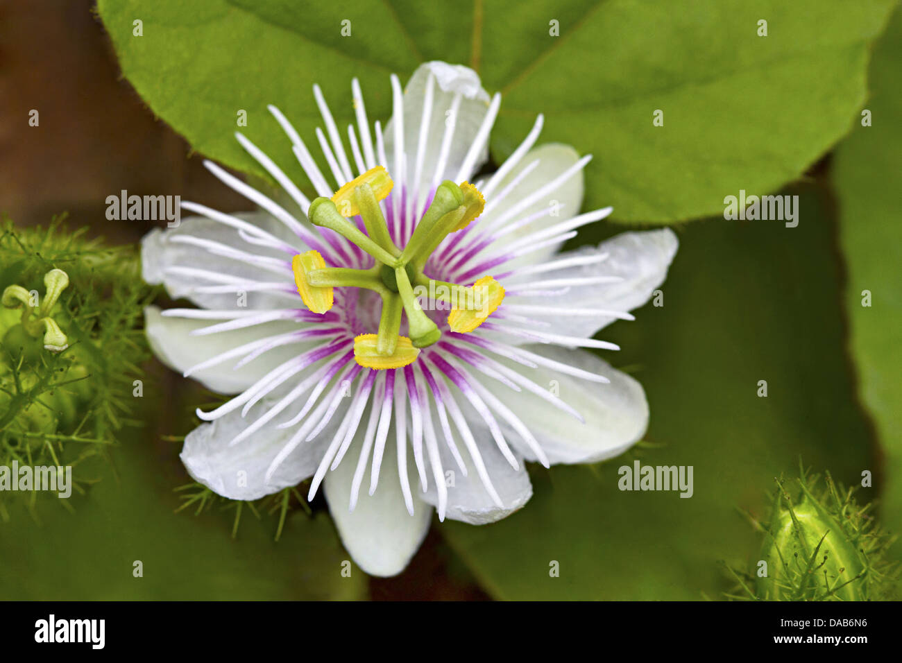 Passiflora, known also as the passion flowers or passion vines  Bangalore, Karnataka India Stock Photo