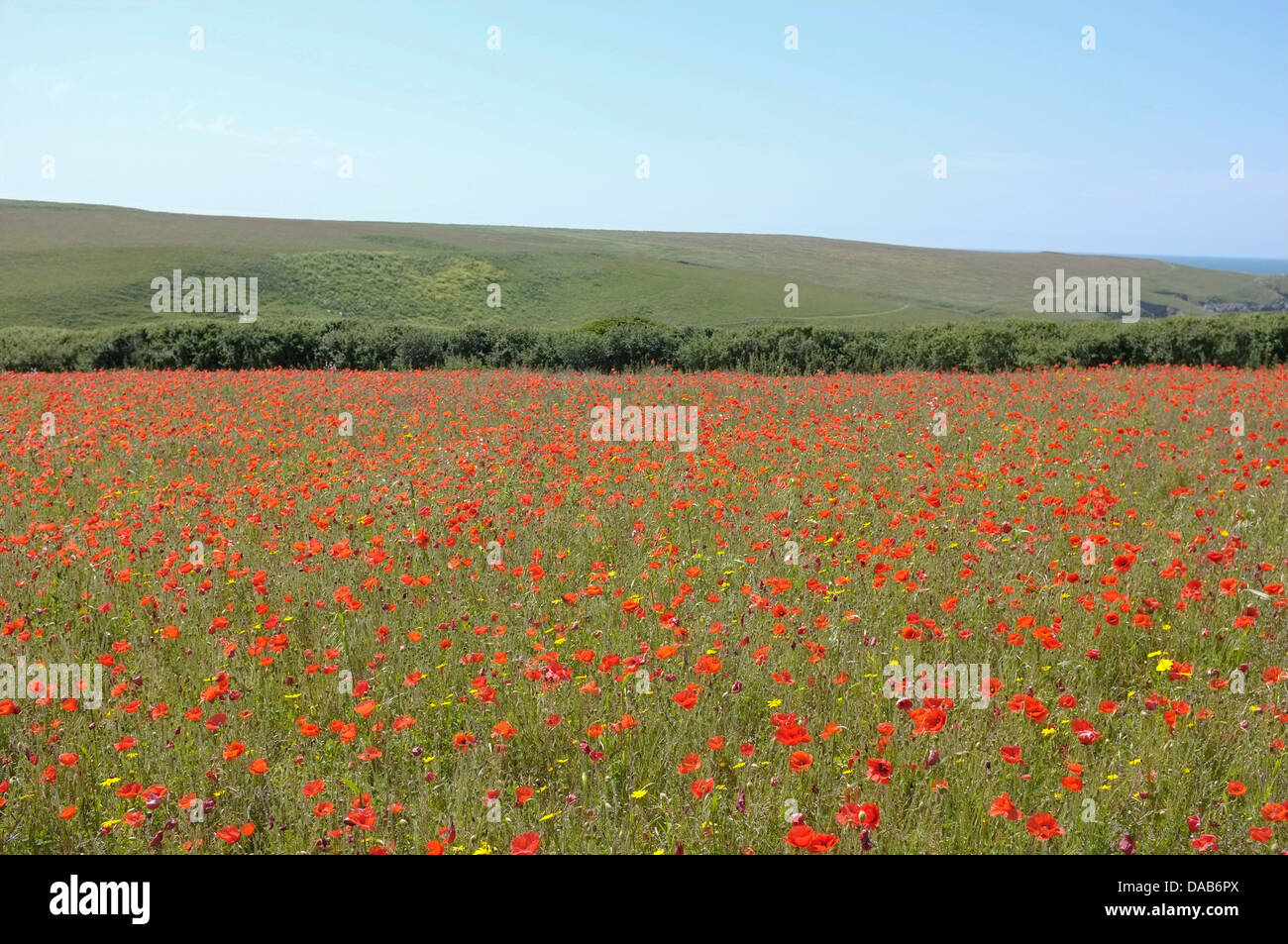 A field of poppies in Cornwall, UK Stock Photo