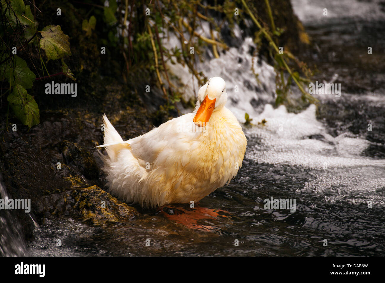 Mountain duck hires stock photography and images Alamy