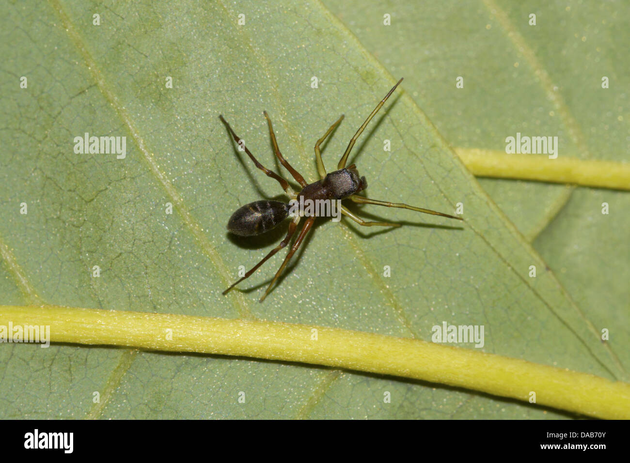 Ant Mimicking Spider Myrmarachne Bangalore, Karnataka, INDIA Stock