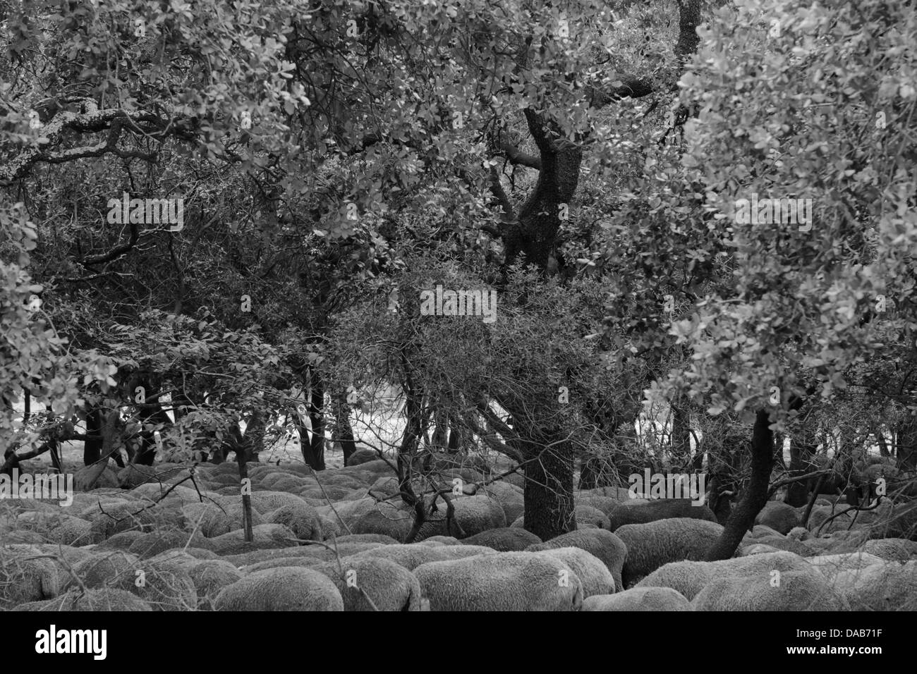 Sheep lying under the trees in France Stock Photo