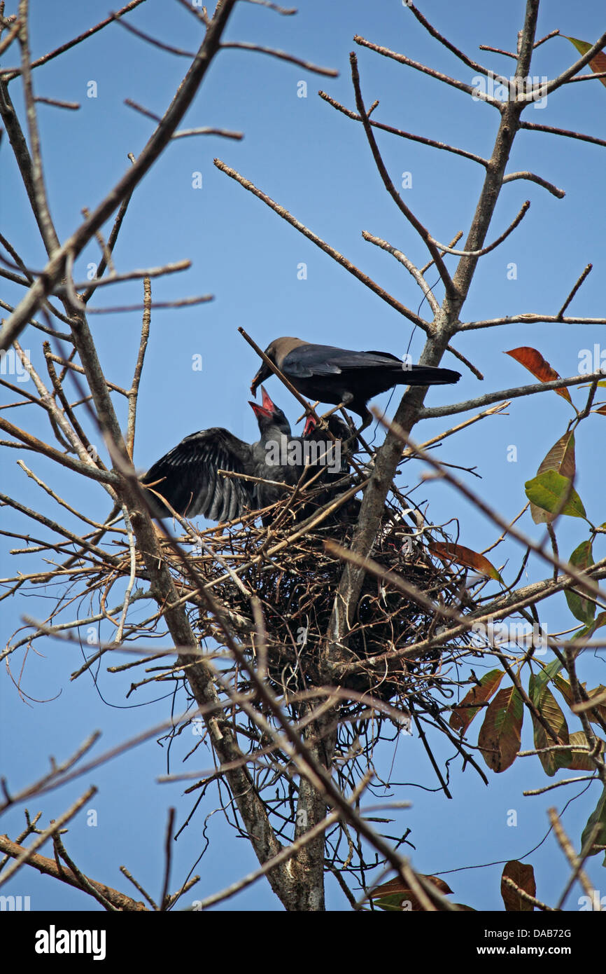 Nest of a house crow, Corvus Splendens with Young ones, India Stock Photo Alamy