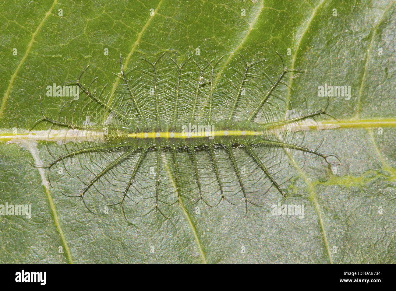 COMMON BARON  Euthalia aconthea Caterpillar Bangalore,  INDIA  Nymphalidae : Brush Footed Stock Photo