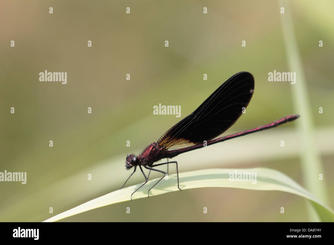 Dragonfly sits on reed above a stream in France Stock Photo