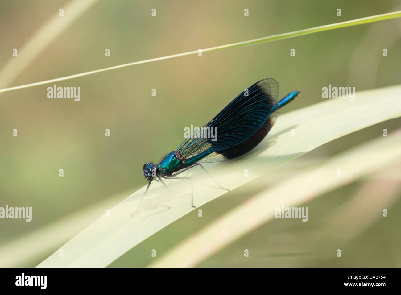 Dragonfly sits on reed above a stream in France Stock Photo