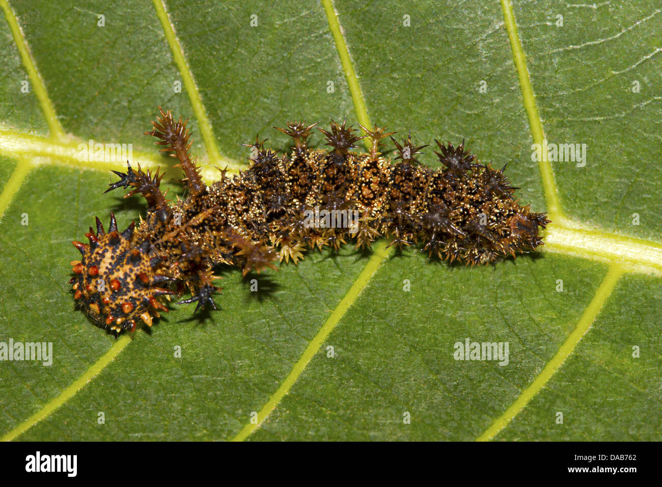 THE COMMANDER Moduza procris Common Bangalore, INDIA Caterpillar