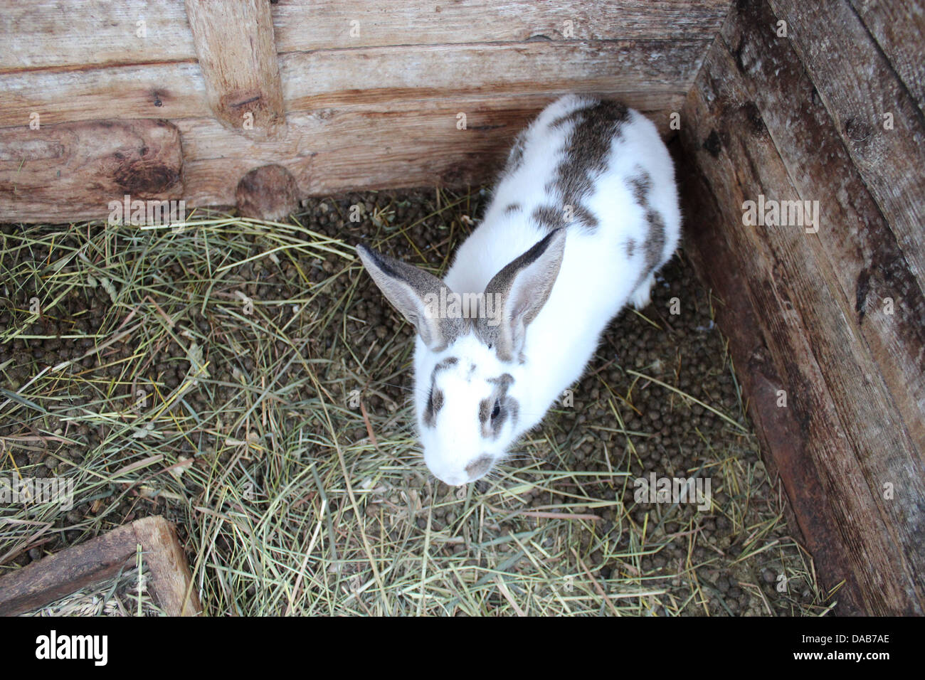 The image of spotty white nice rabbit Stock Photo - Alamy