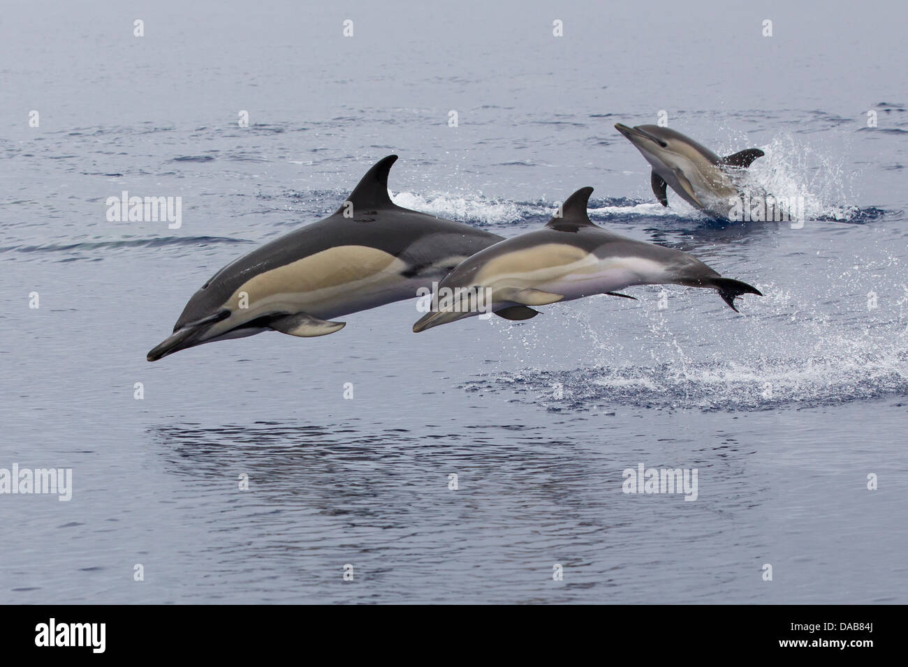 56055 Meereswelt Papo Gemeiner Delfin 