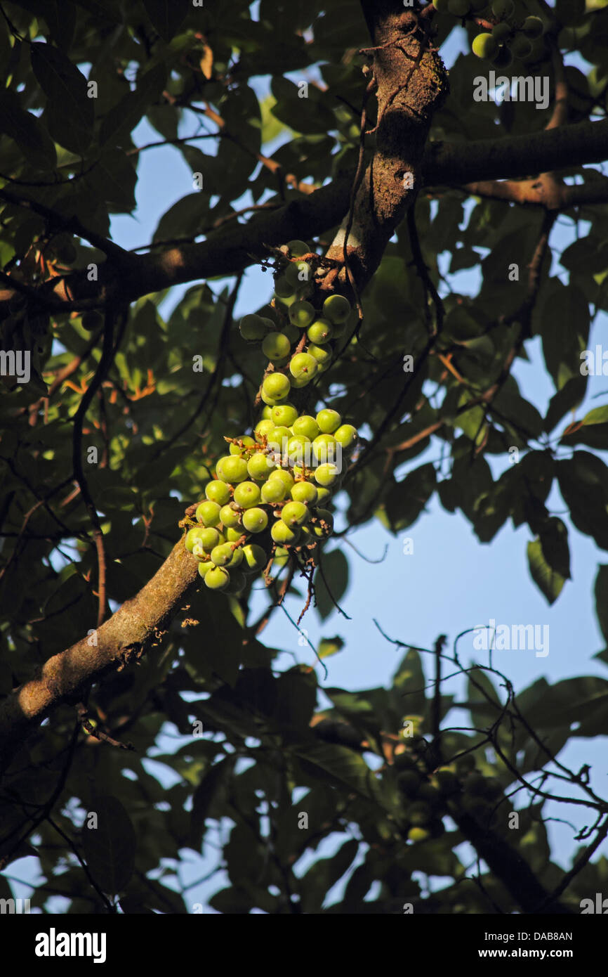 Ficus glomerata hires stock photography and images Alamy