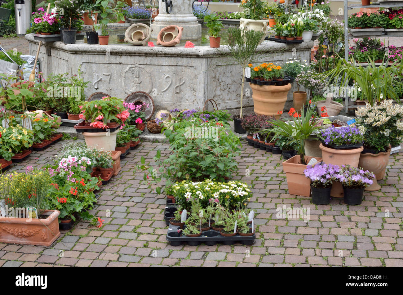 Display of flowers in the flower market in Dorfplatz, Arlesheim, Basel