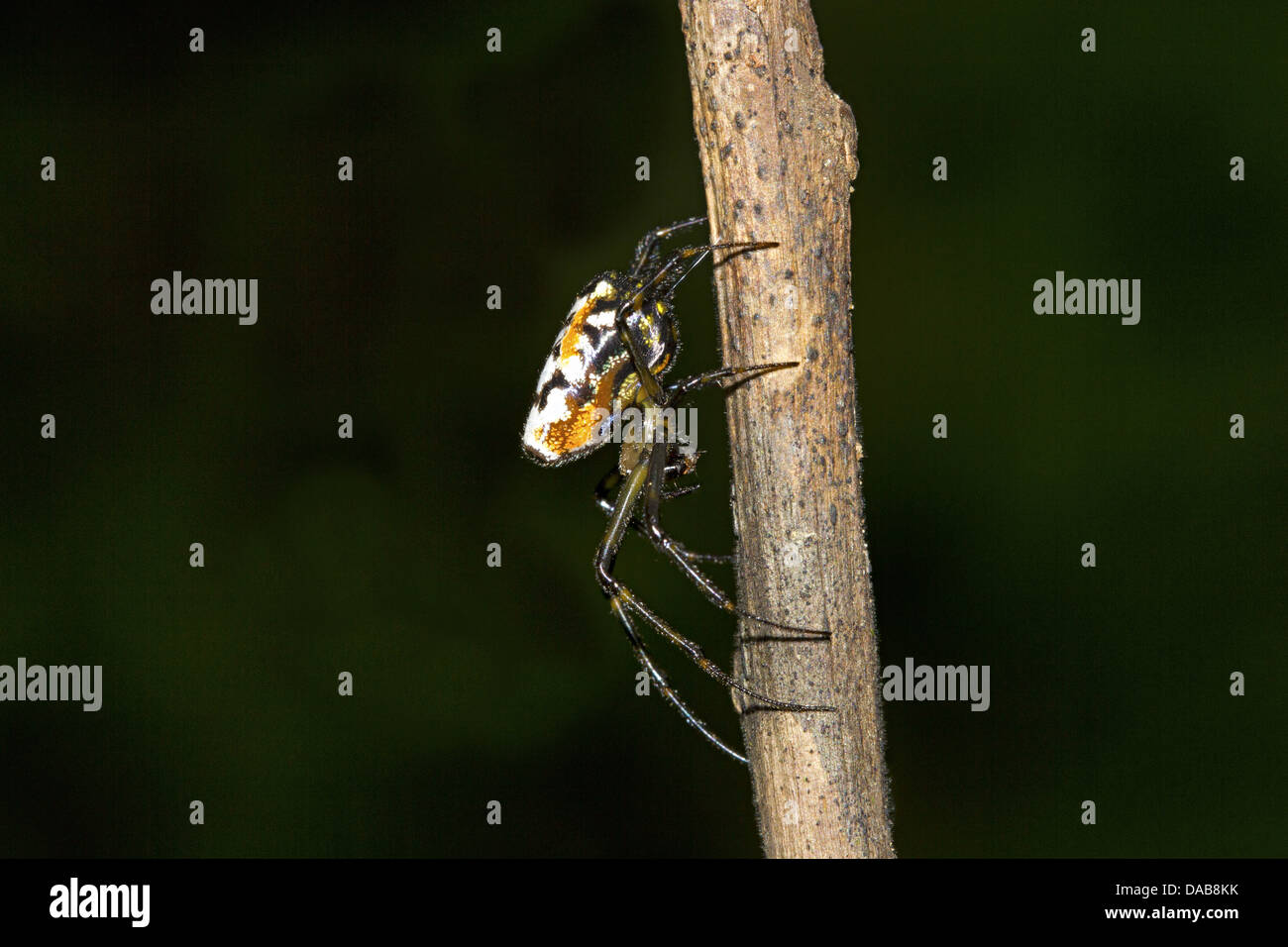Periyar tiger reserve kerala hi-res stock photography and images - Alamy