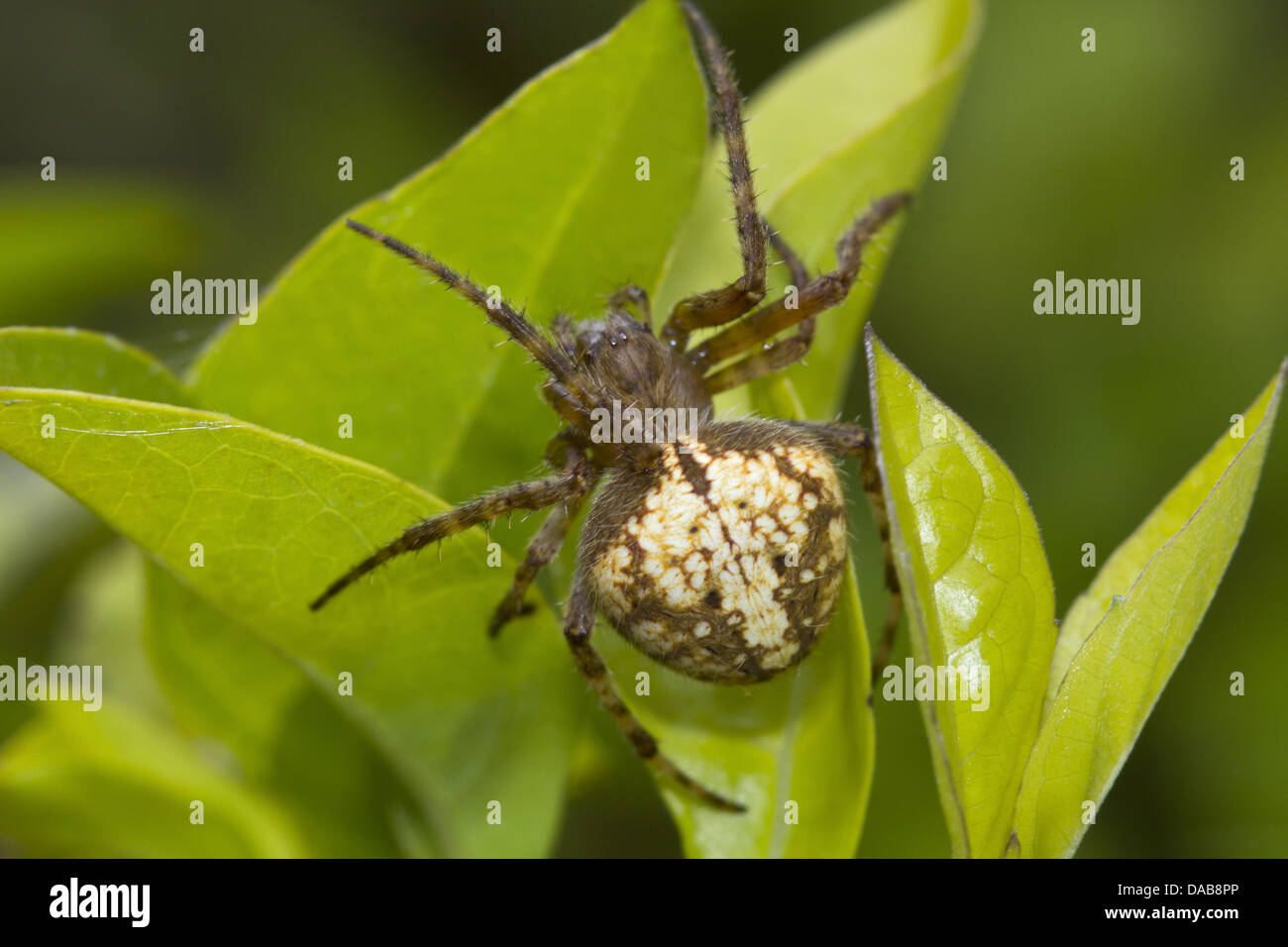 Name: Spider Location: Periyar Tiger Reserve, Kerala Stock Photo - Alamy