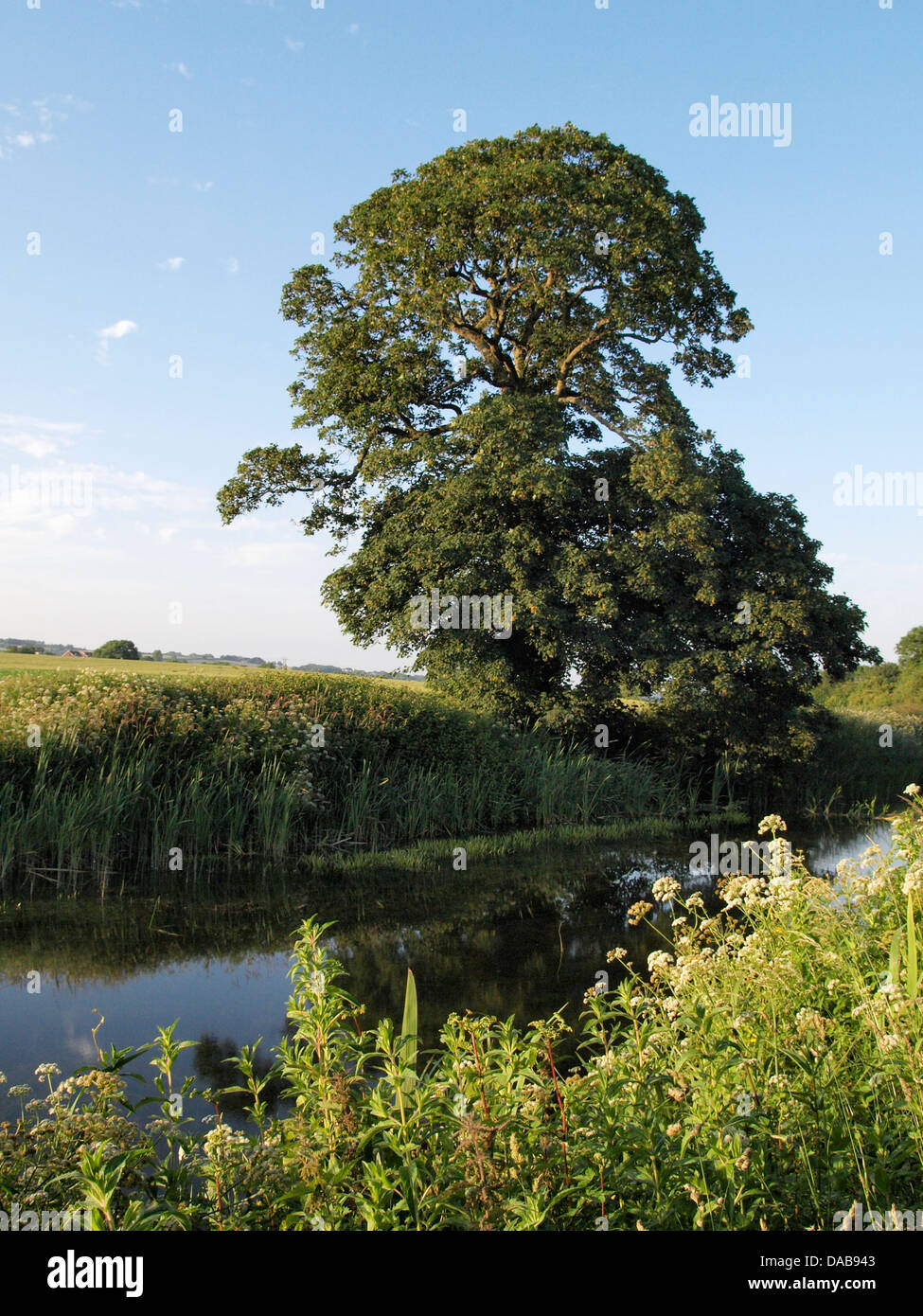 Tree along The Grand Western Canal near Sampford Peverell, Devon. UK Stock Photo