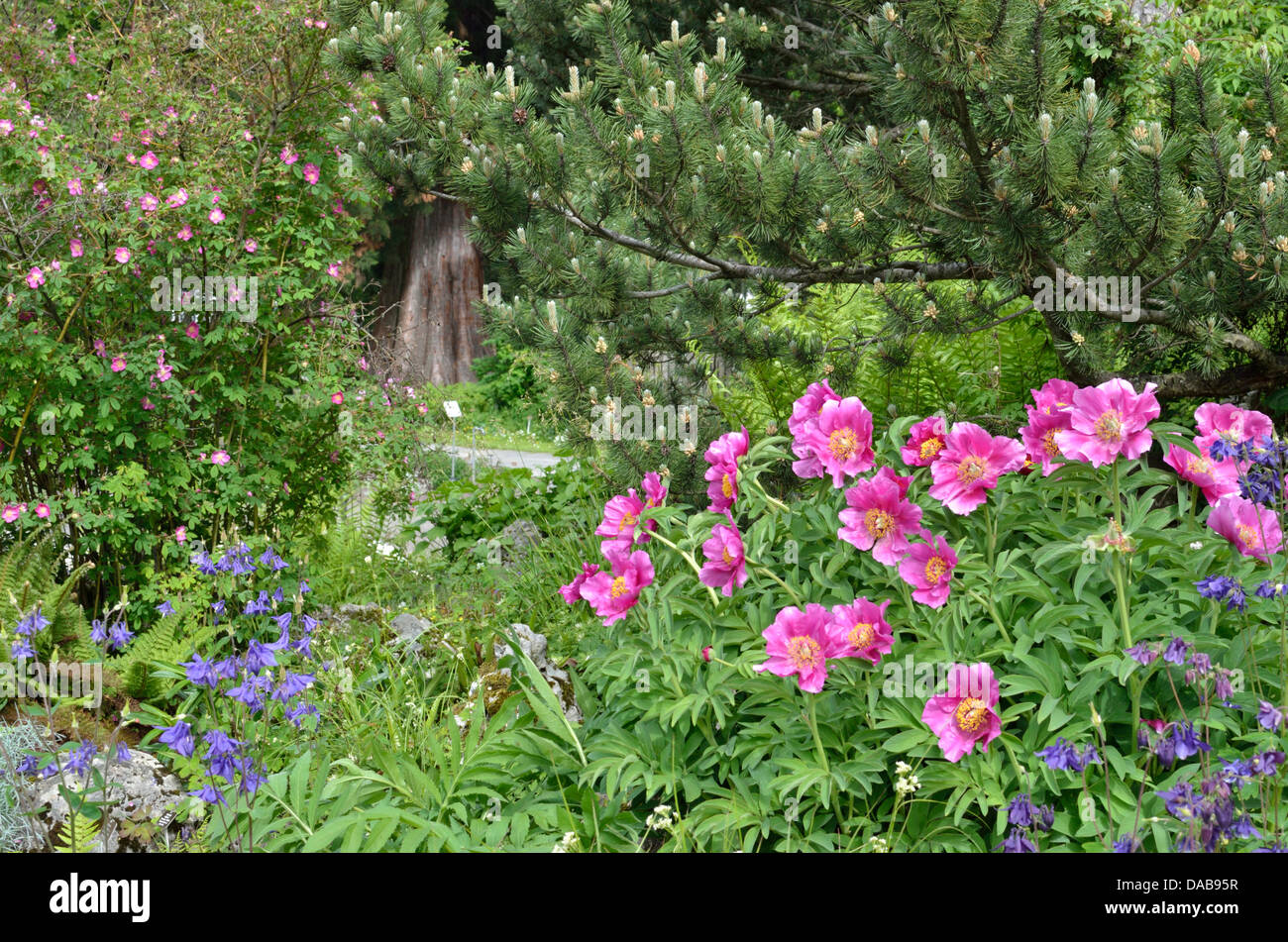 University of Basel Botanical Gardens, Basel, Switzerland Stock Photo