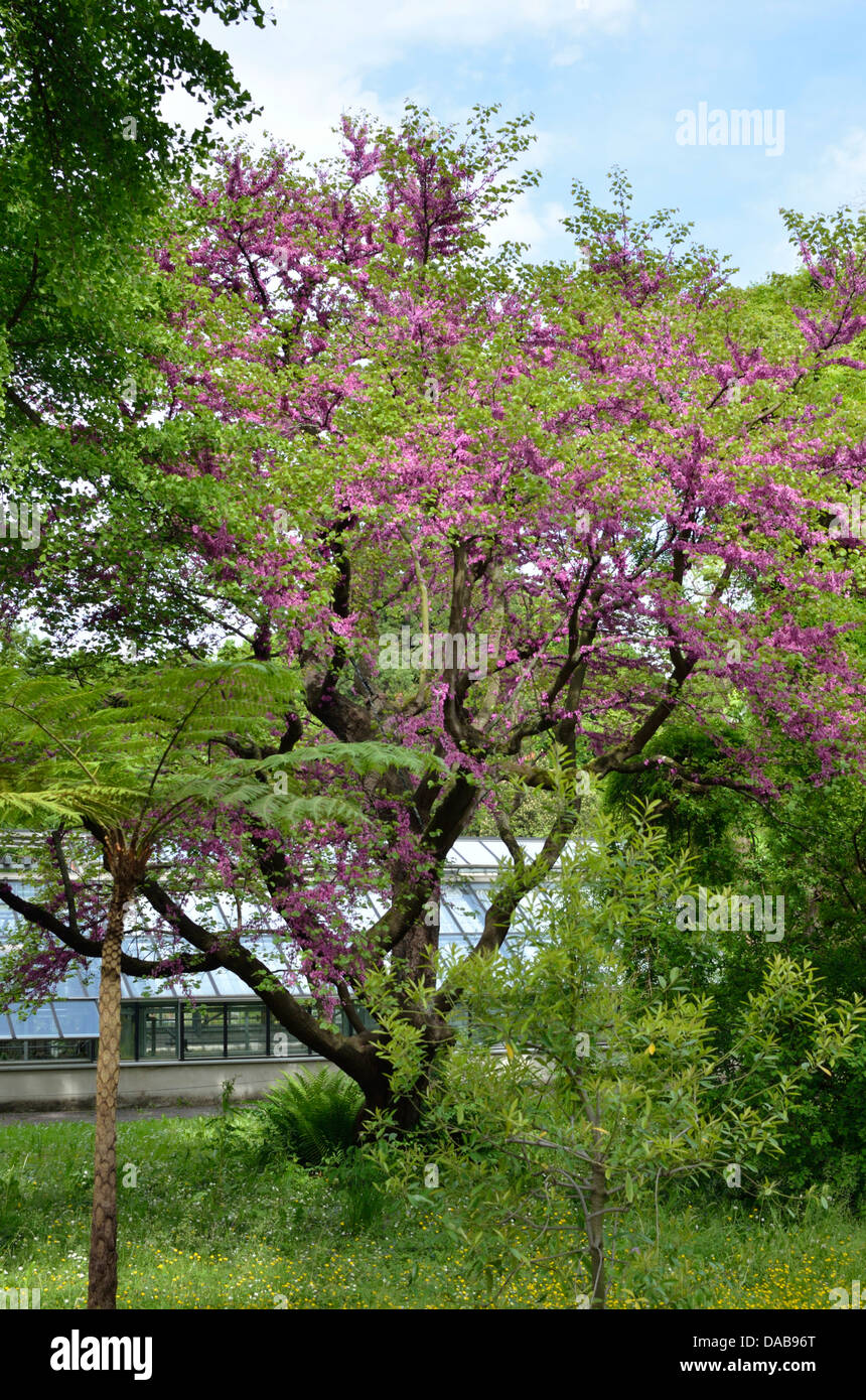 Judas tree in the University of Basel Botanical Gardens, Basel, Switzerland Stock Photo