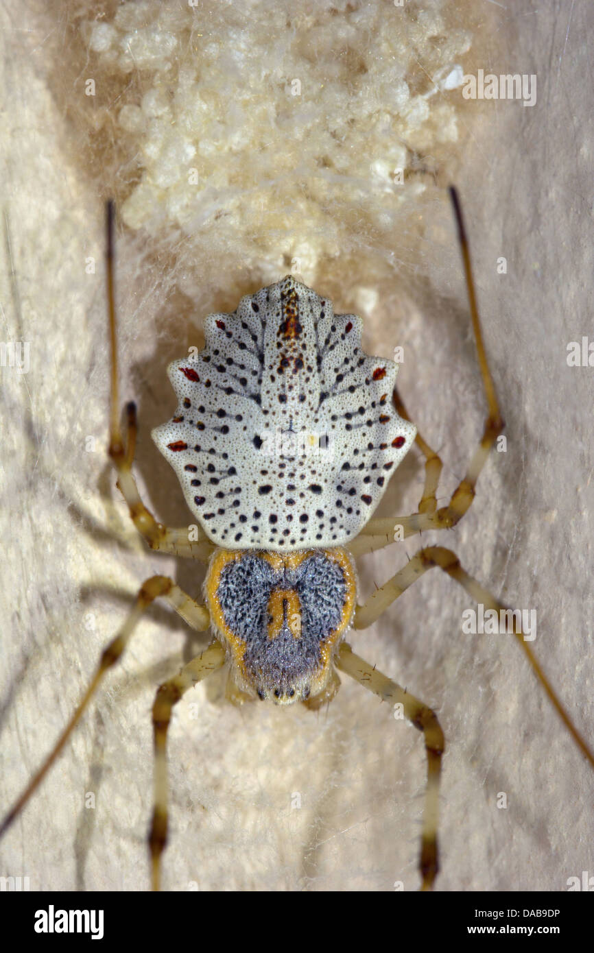 Name: Spider Location: Periyar Tiger Reserve, Kerala Stock Photo - Alamy