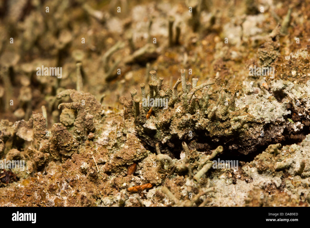 Cladonia cup lichen Stock Photo