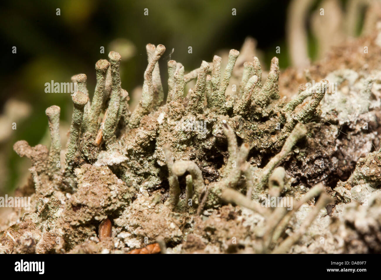 Cladonia cup lichen Stock Photo