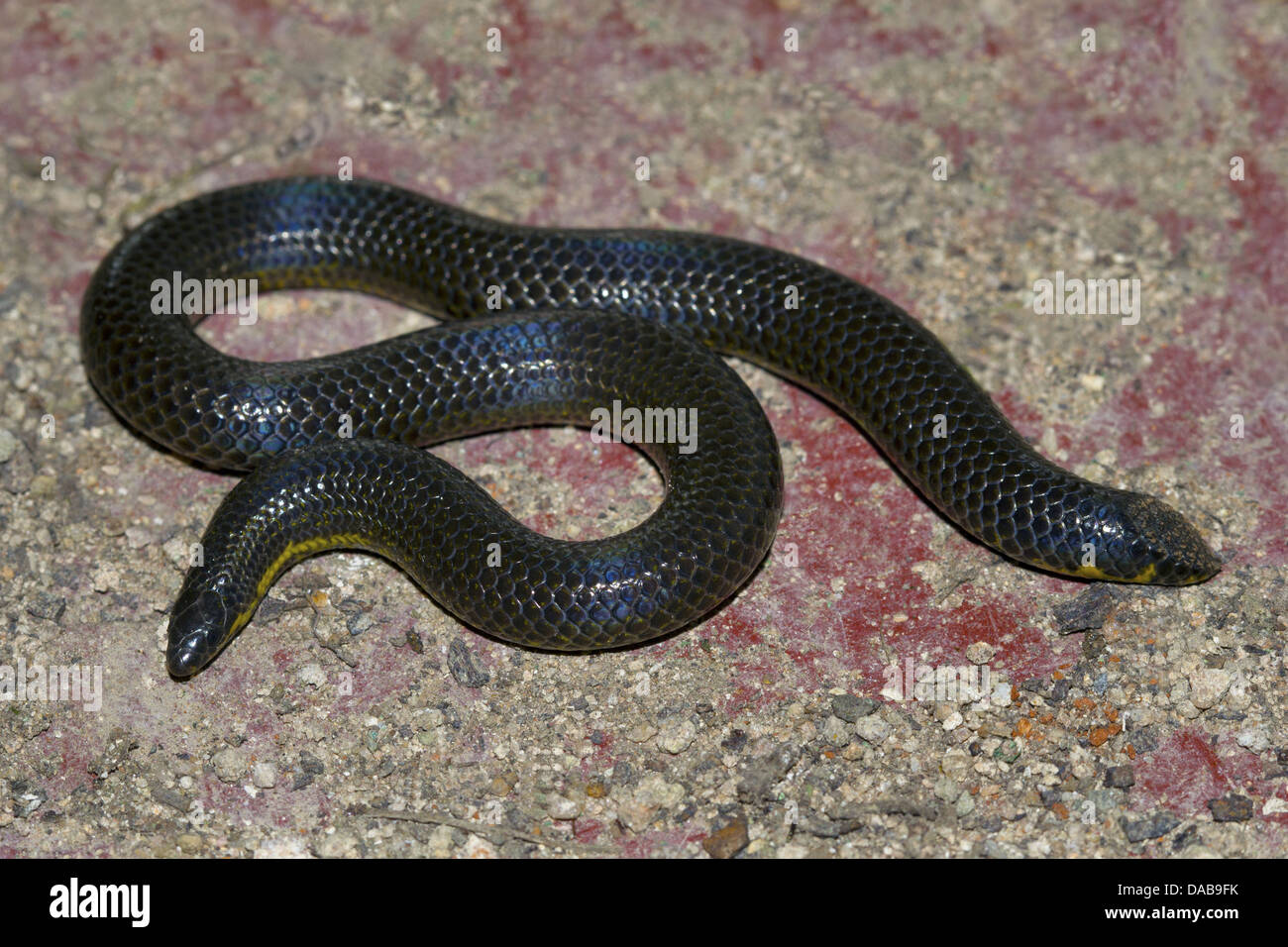 SHIELDTAIL  Uropeltis macrolepis  Non-venomous, Common Nandi Hills, Karnataka, INDIA Stock Photo