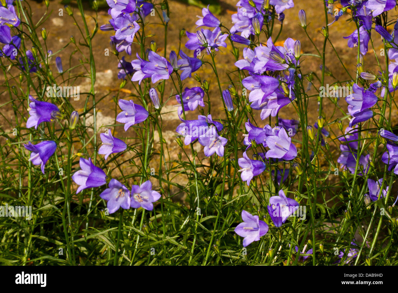 Harebell flowers Stock Photo