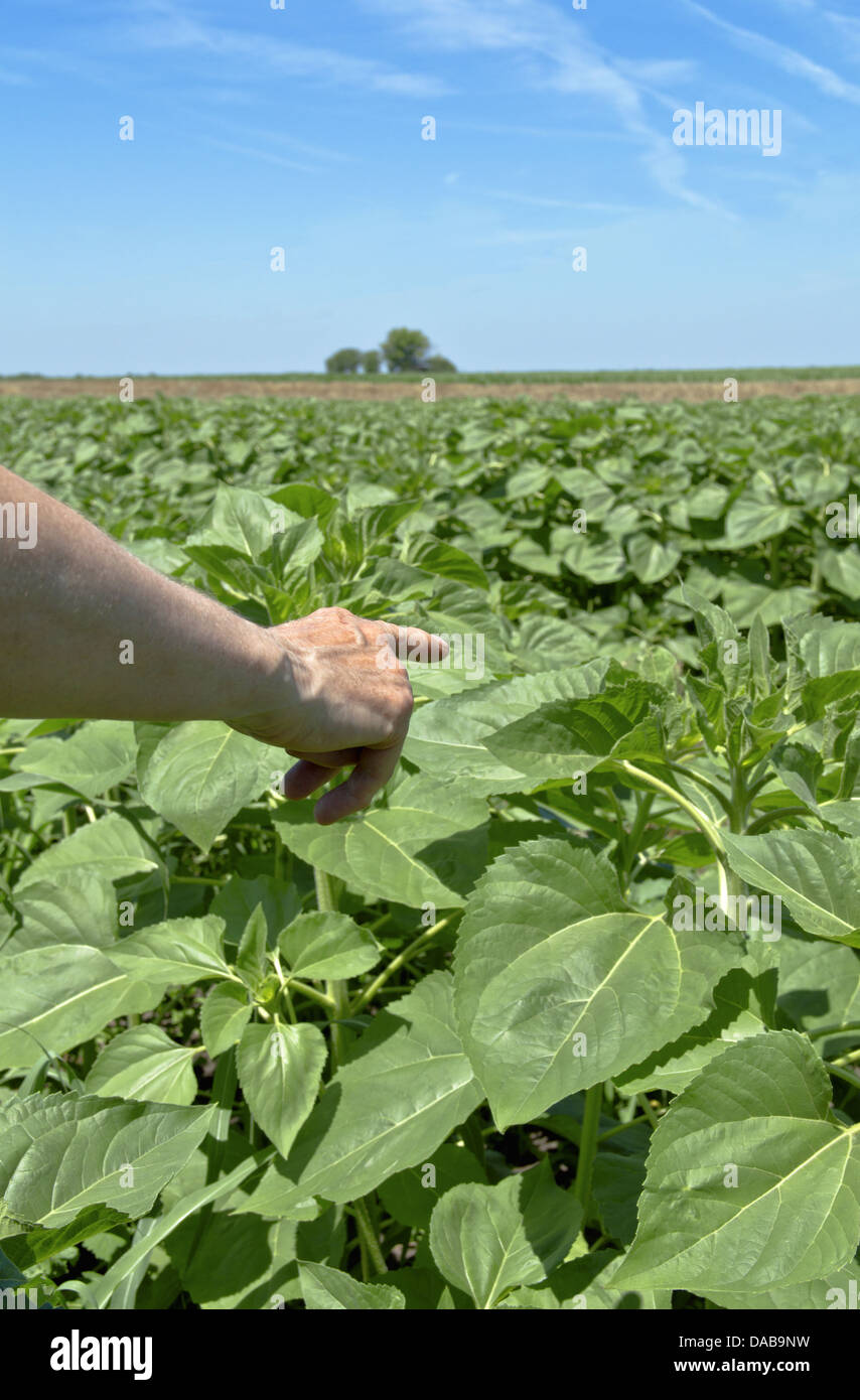 Farmer hand in young sunflower field. Agricultural concept. Stock Photo