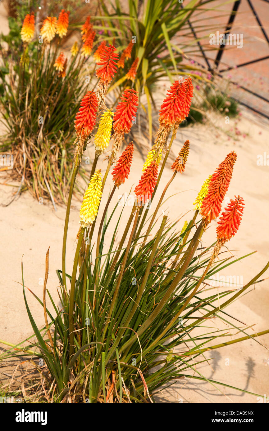Red Hot Poker Torch Lilly Poker plant Stock Photo Alamy
