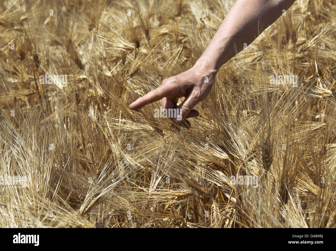 Farmer hand in wheat field. Agricultural concept. Stock Photo