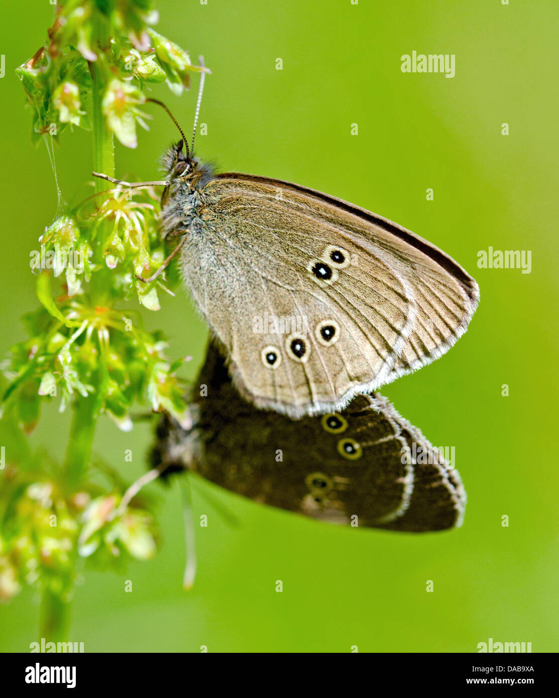 Ringlet Butterflies Mating Stock Photo