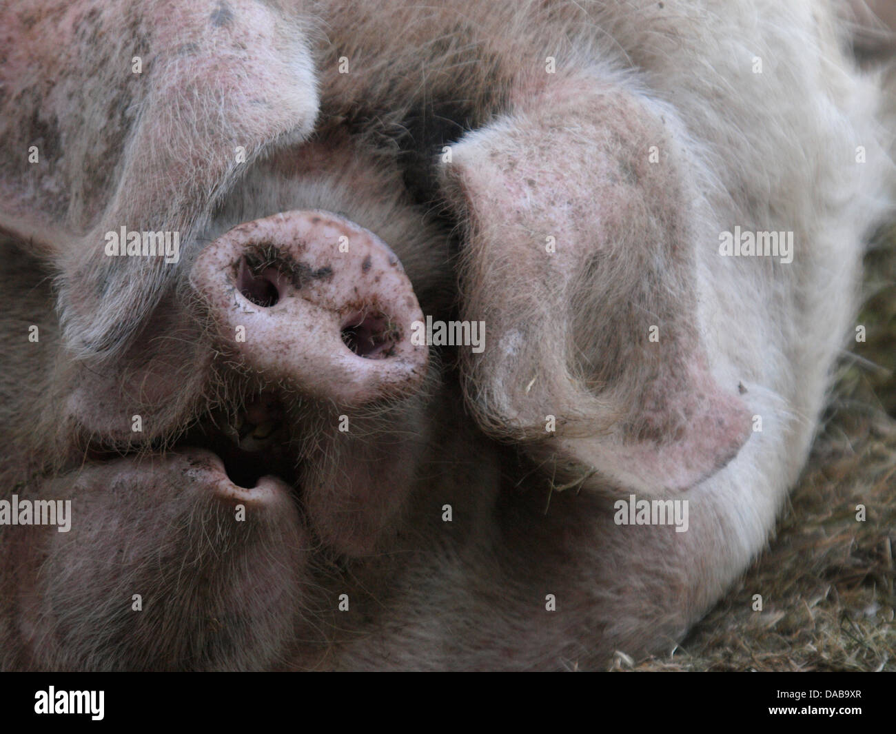 Close up of a pig, UK 2013 Stock Photo