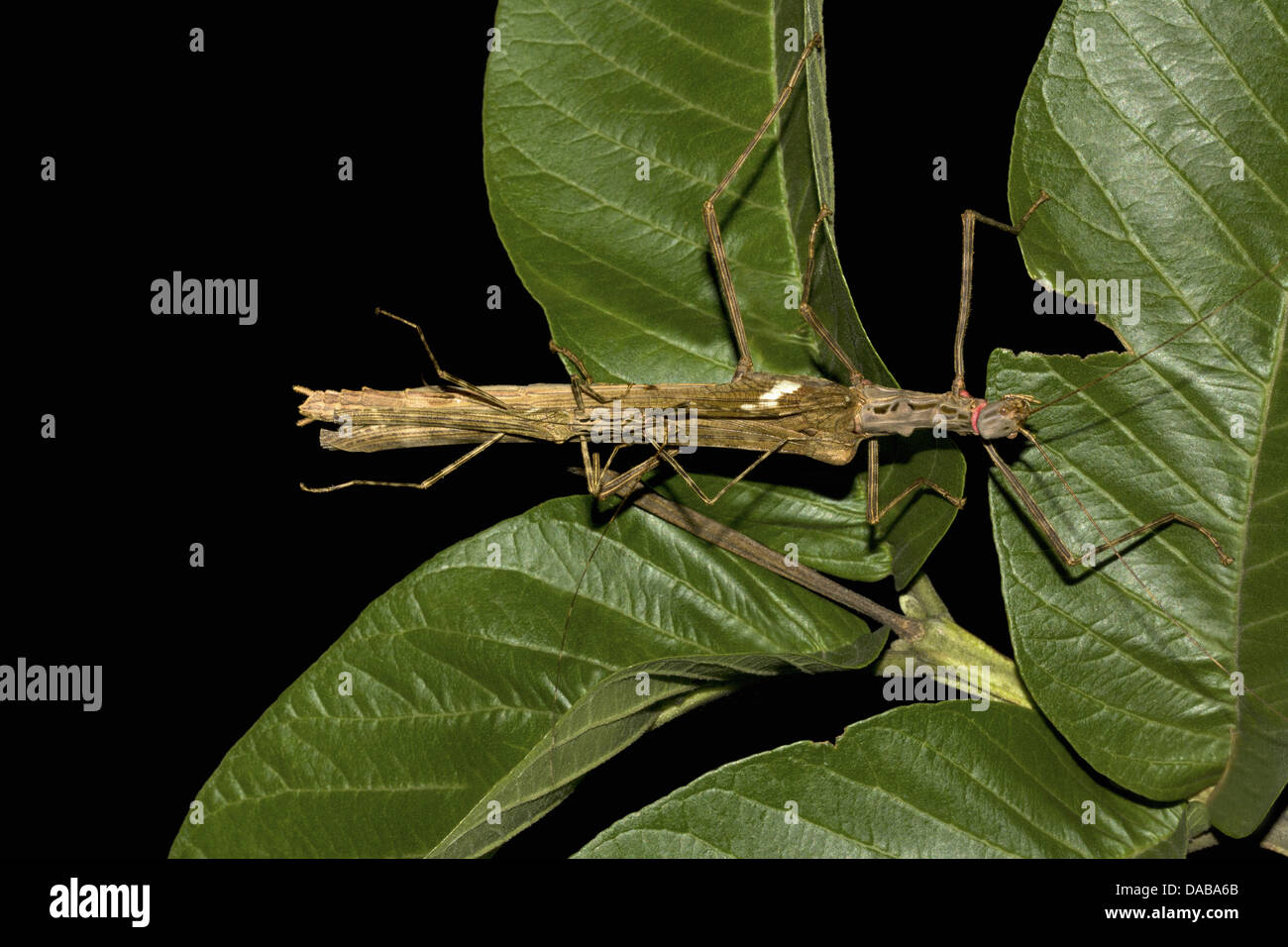 Stick Insect Family Phylliidae Golaghat District, Assam, INDIA Stock