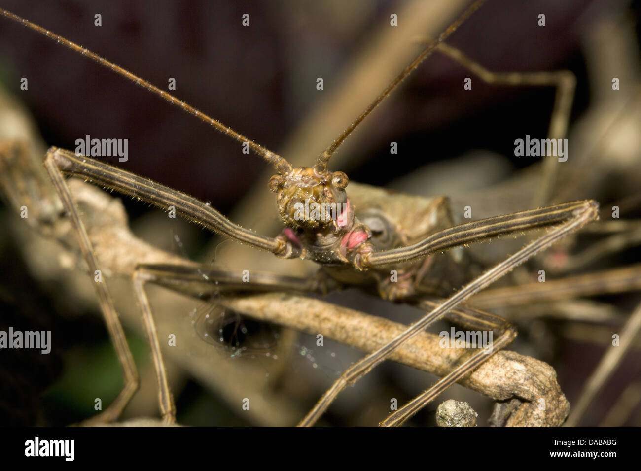 Stick Insect Family Phylliidae Golaghat District, Assam, INDIA Stock Photo Alamy