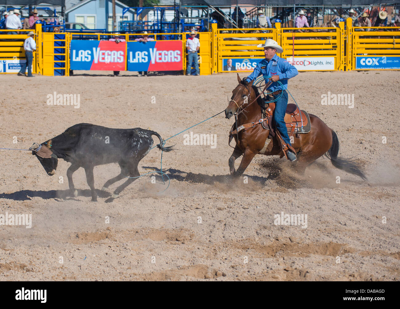 Cowboy Participant in a Calf roping Competition at the Helldorado Days Professional Rodeo in Las Vegas Stock Photo