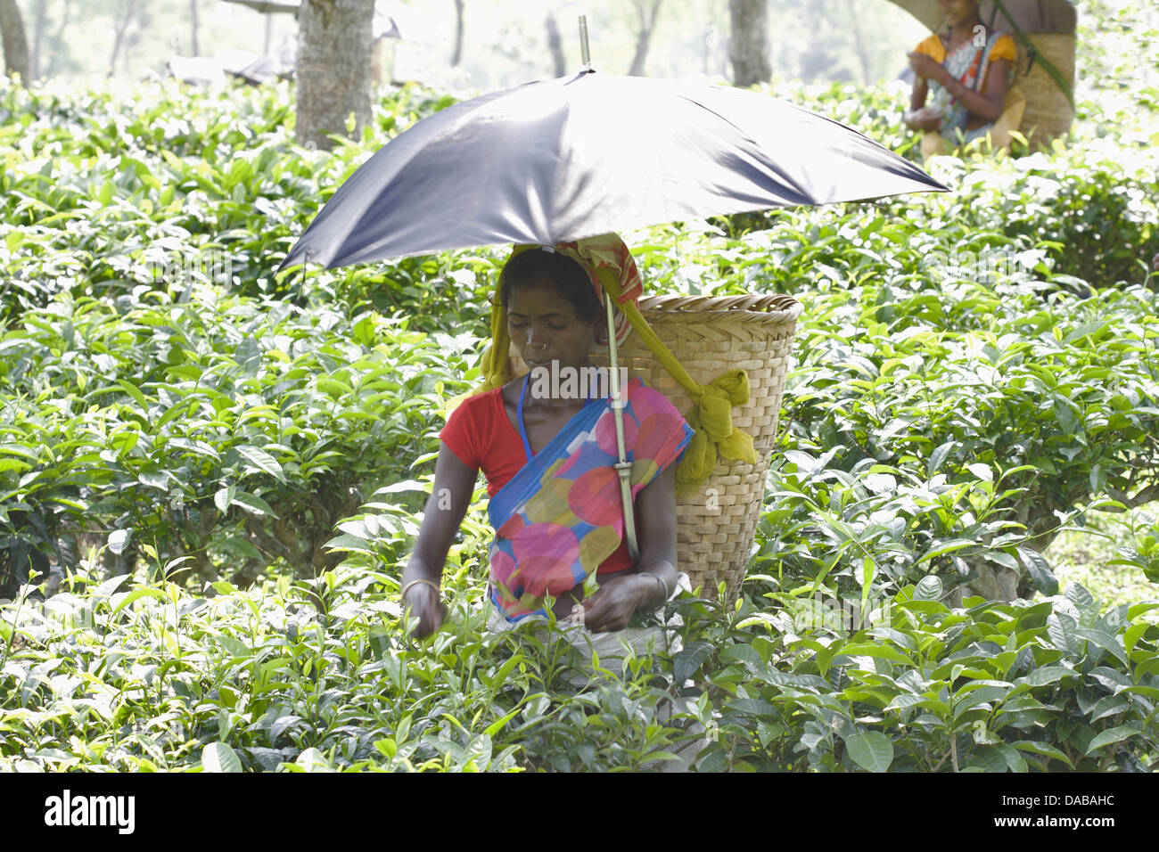 Tea garden worker, Golaghat District, Assam INDIA Stock Photo