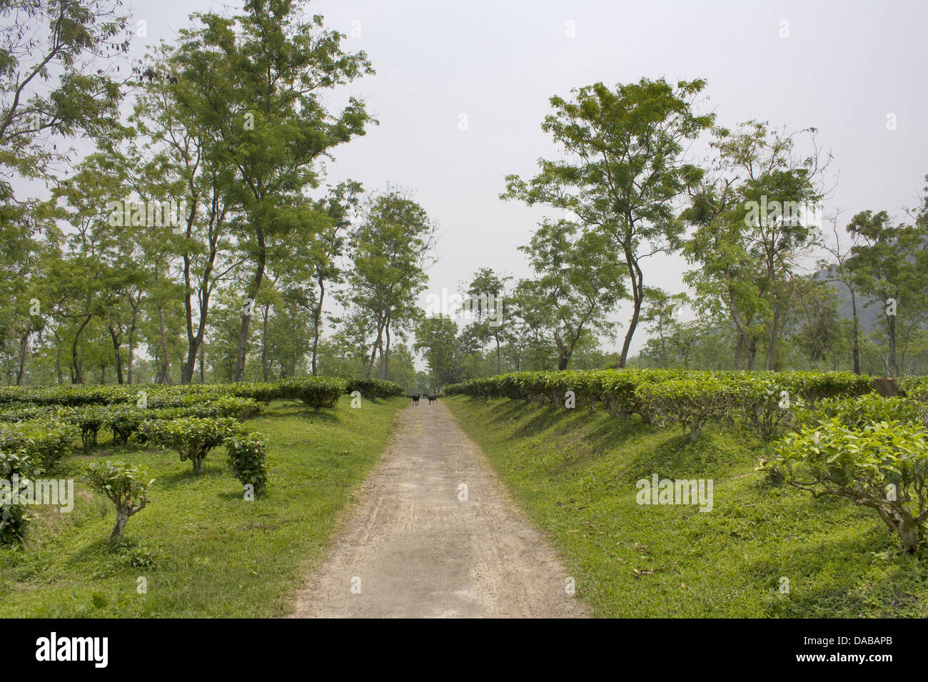 Tea garden Location: Golaghat District, Assam, INDIA Stock Photo