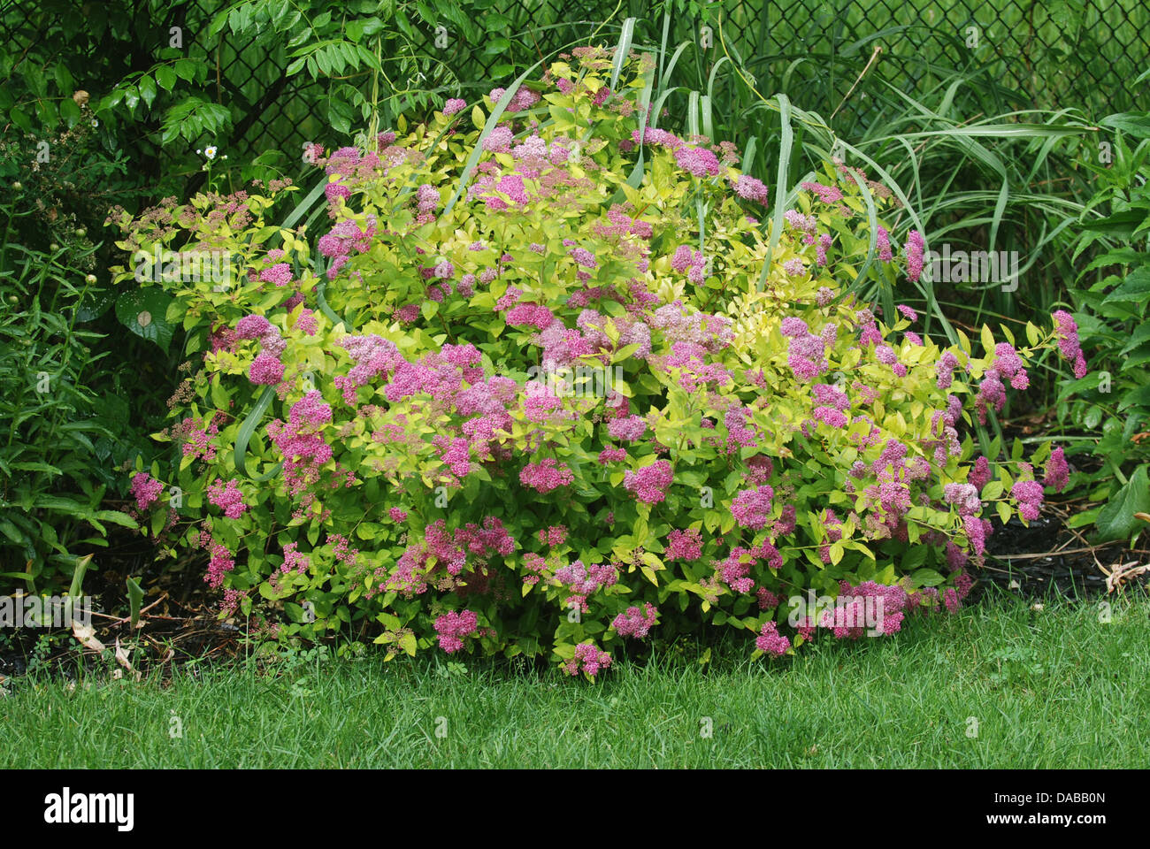 Spirea Shrub High Resolution Stock Photography And Images Alamy