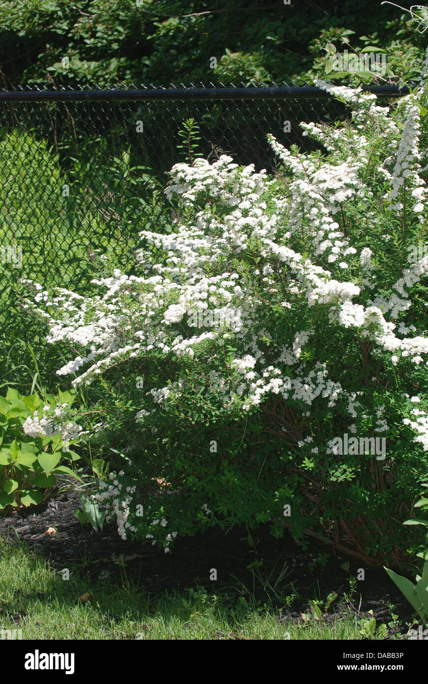 White flowering shrub  - Spirea aguta (Brides wreath) Stock Photo