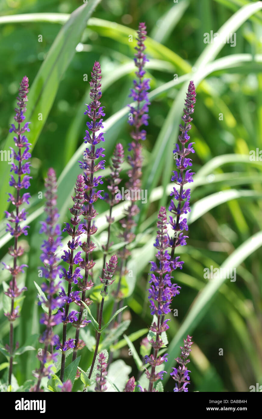 Sage grass hires stock photography and images Alamy