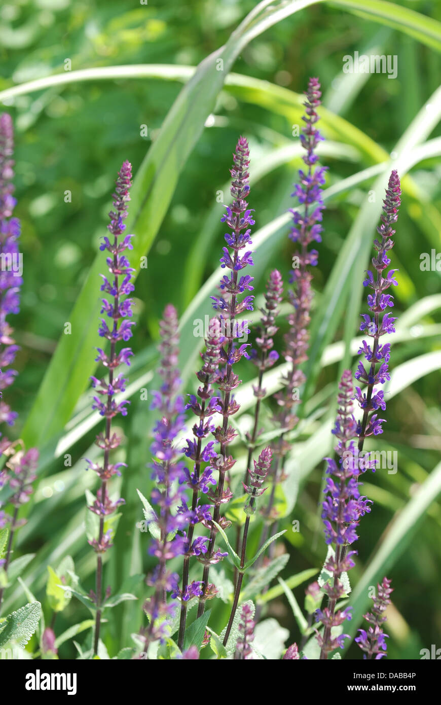 Ornamental Sage Stock Photos & Ornamental Sage Stock Images Alamy