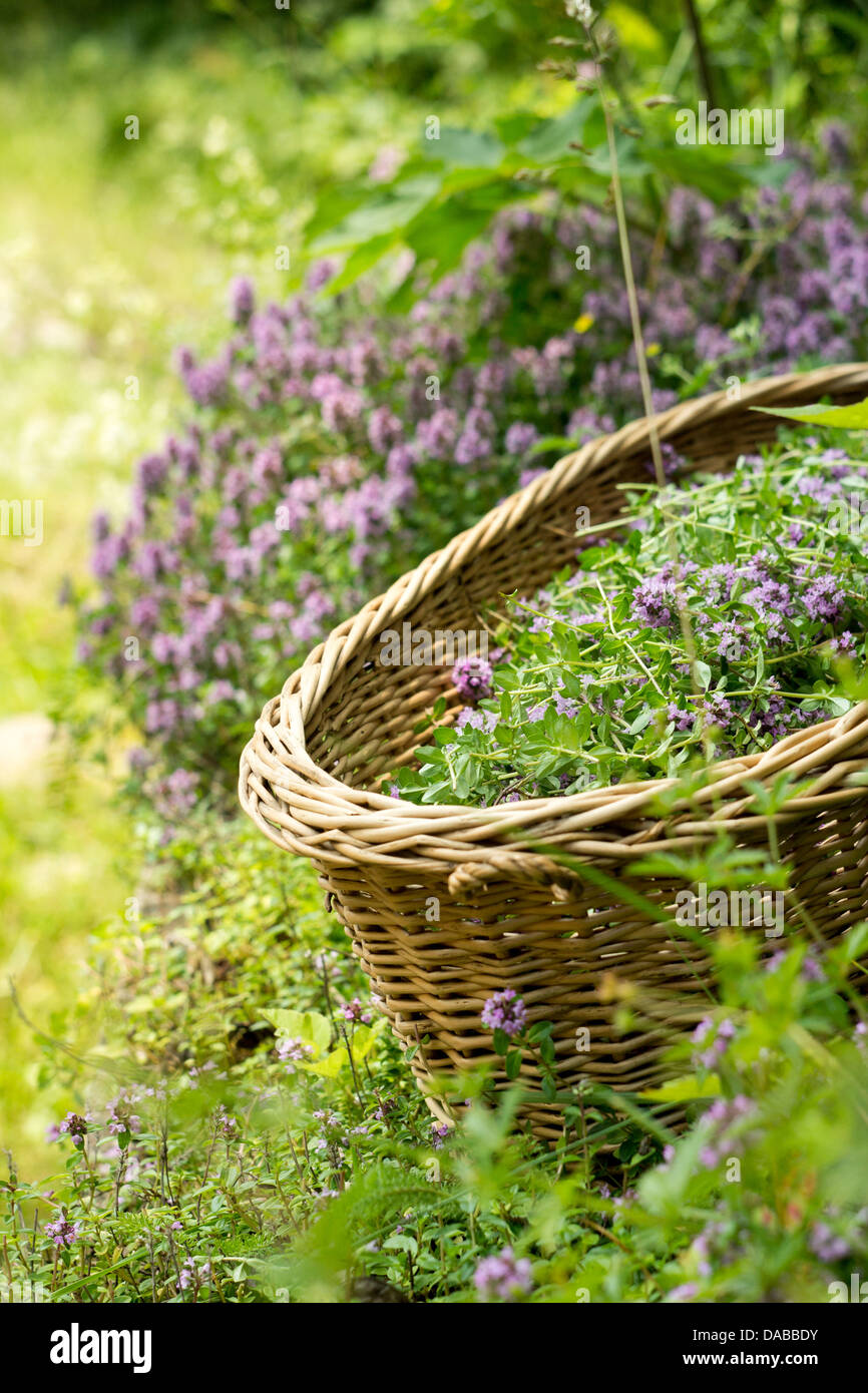 Herbs in basket for drying Stock Photo Alamy