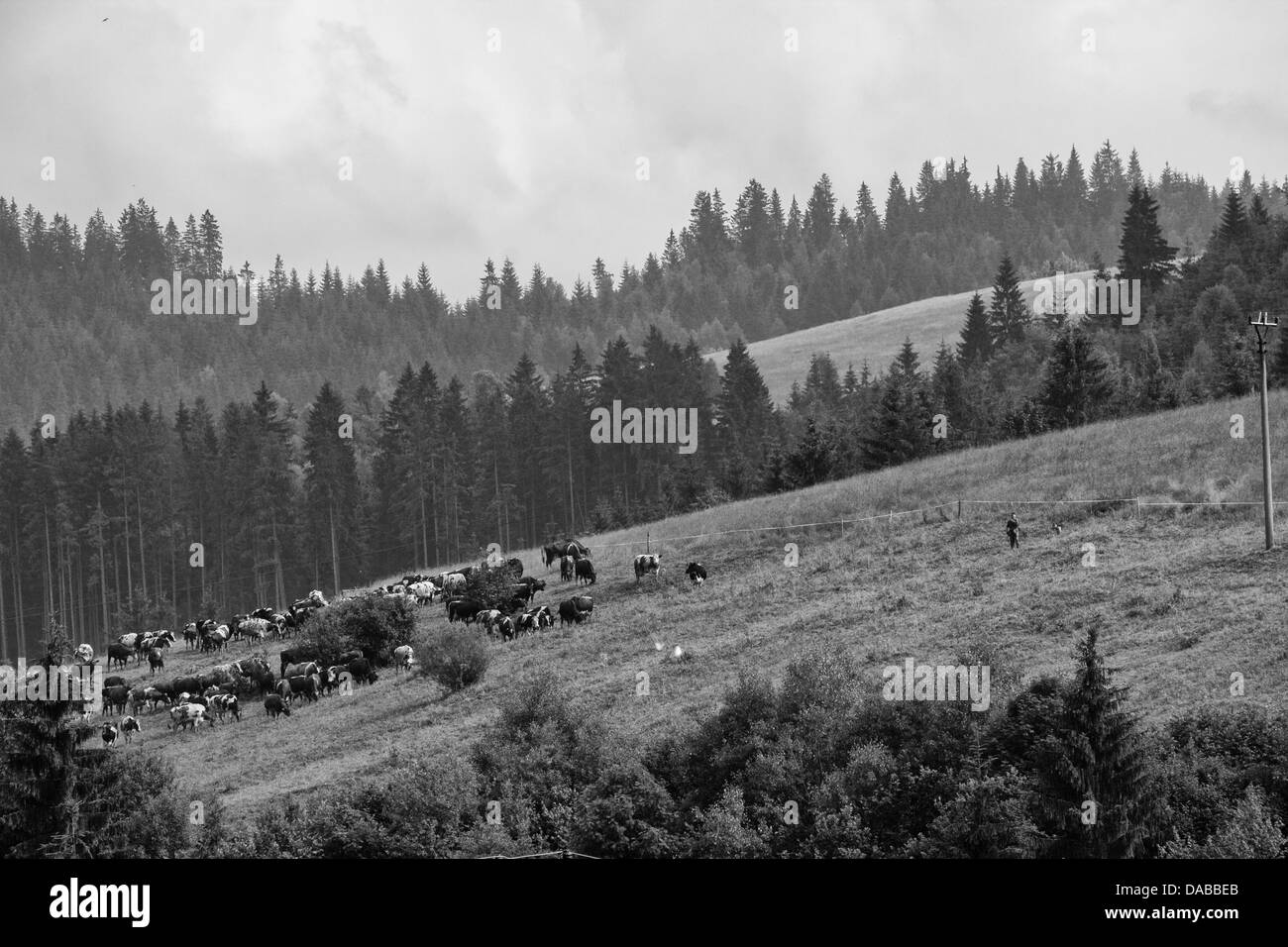 Herd of cows on meadow Stock Photo - Alamy