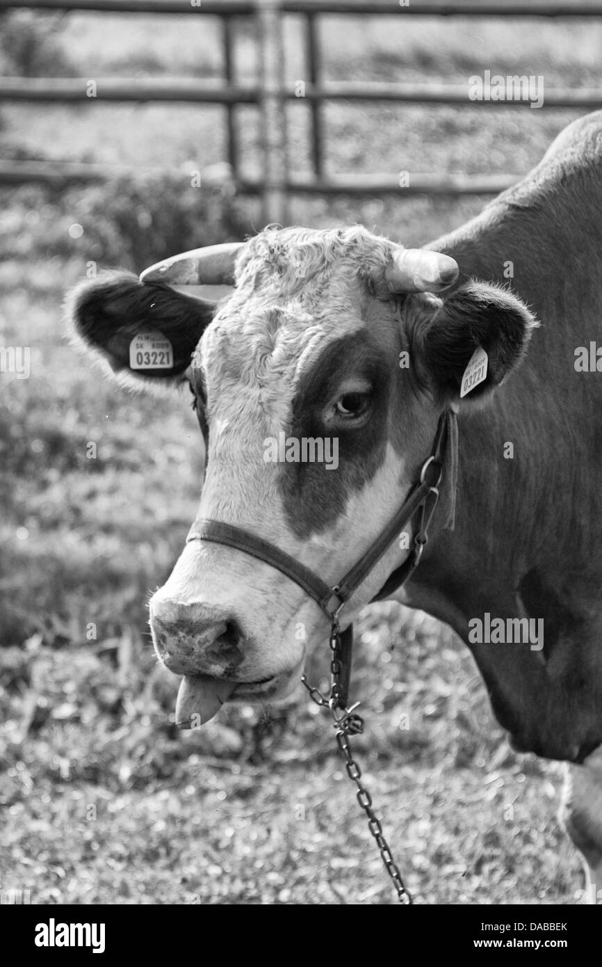 Cow Black and White Stock Photos & Images - Alamy