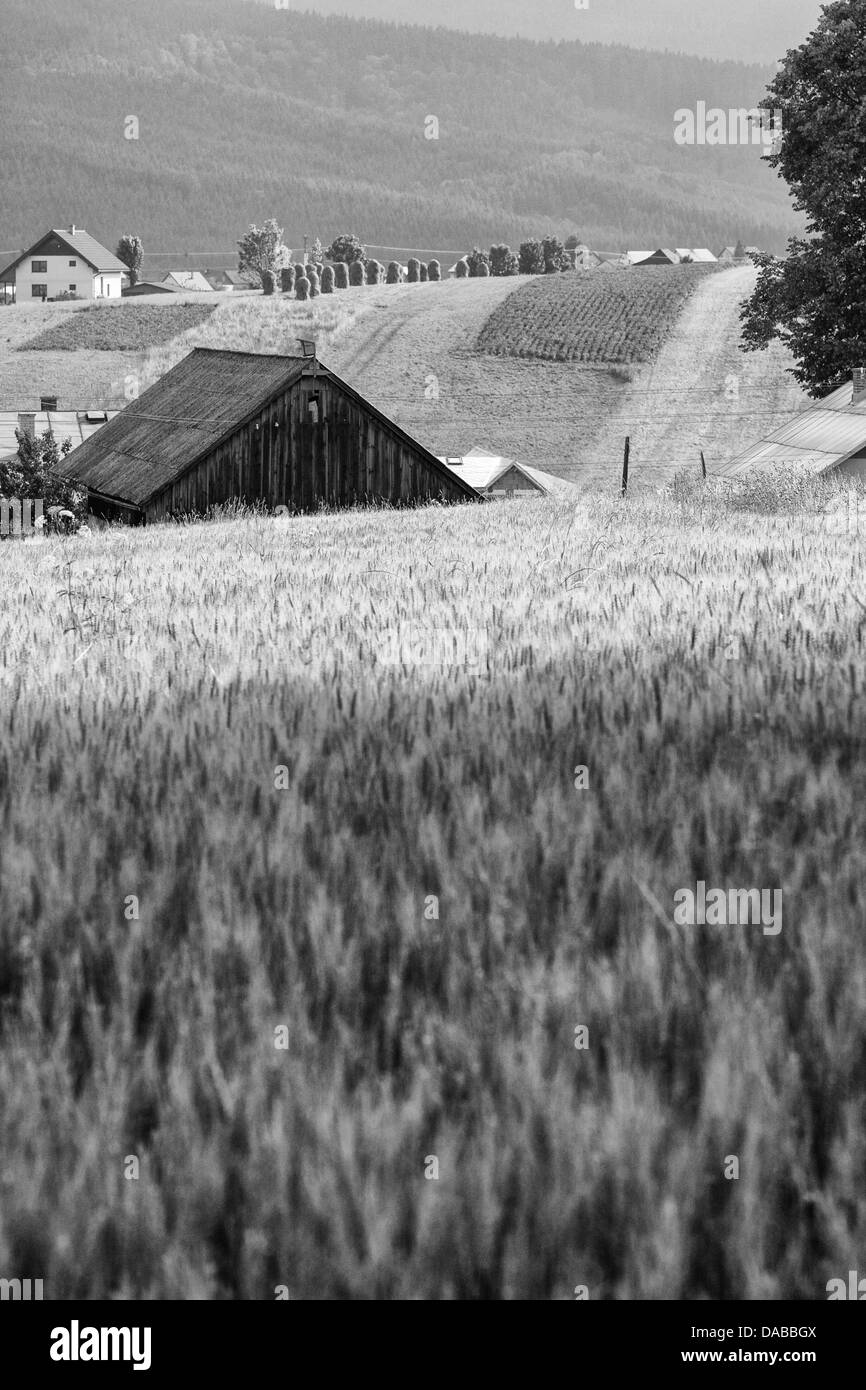 Cornfield scenery in village Stock Photo Alamy