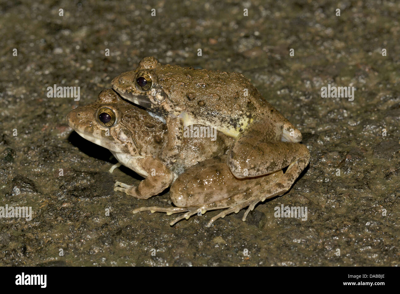 Name: Cricket frogs mating Location: Aarey Milk Colony, Maharashtra Stock Photo
