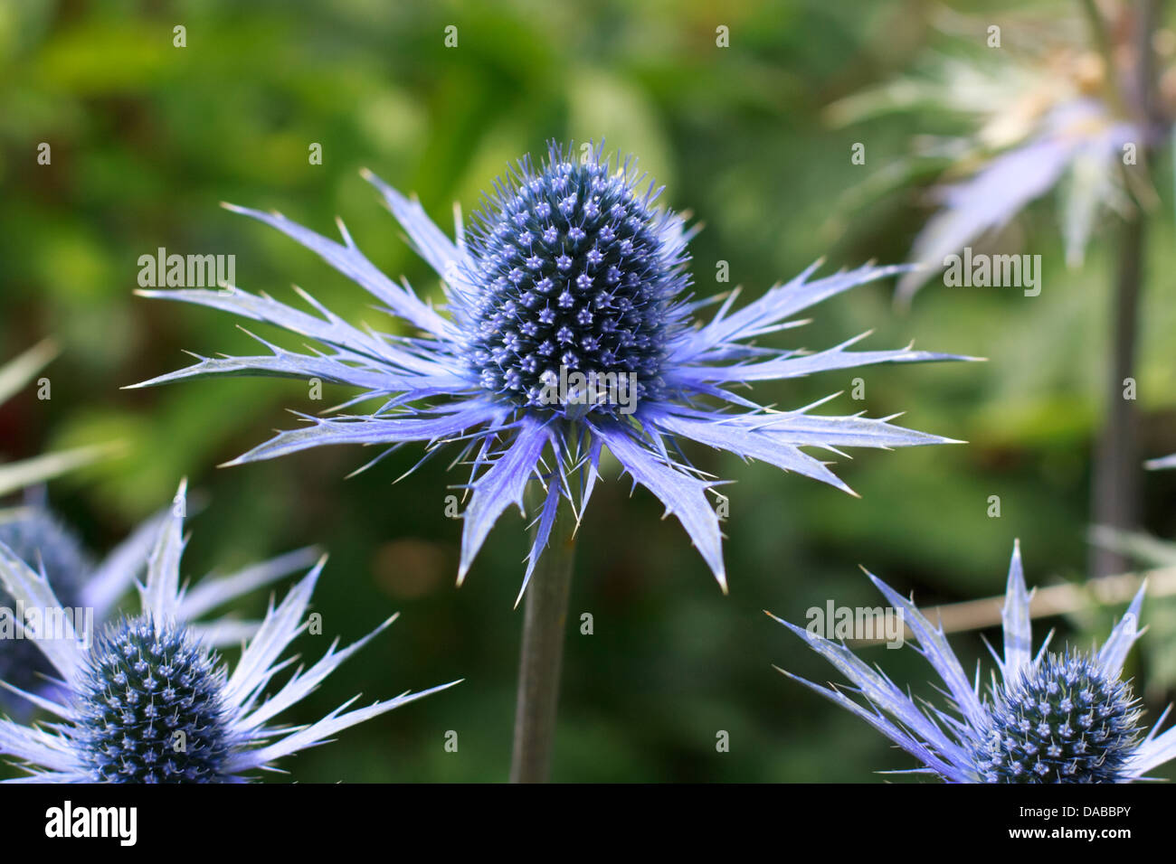 Sea Holly (Eryngium Sapphire Blue) flowers Stock Photo Alamy